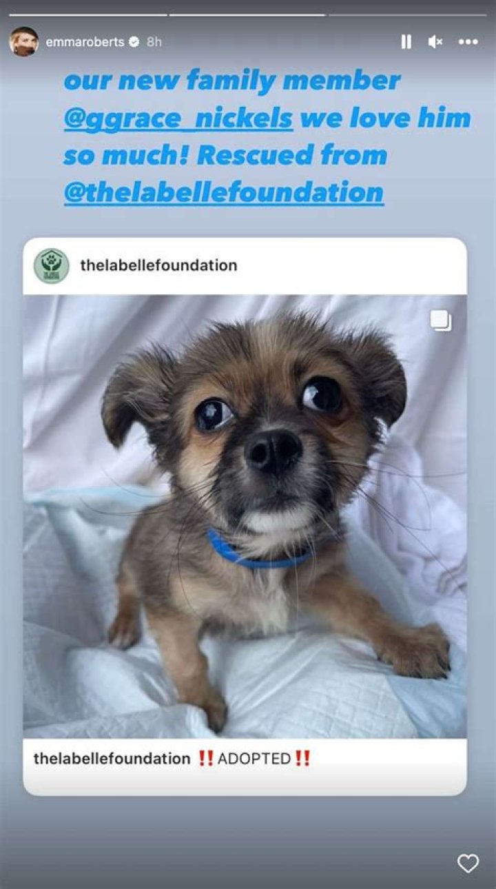 
Emma Roberts Adopts New Rescue Chihuahua Puppy: ‘We Love Him So Much’ 