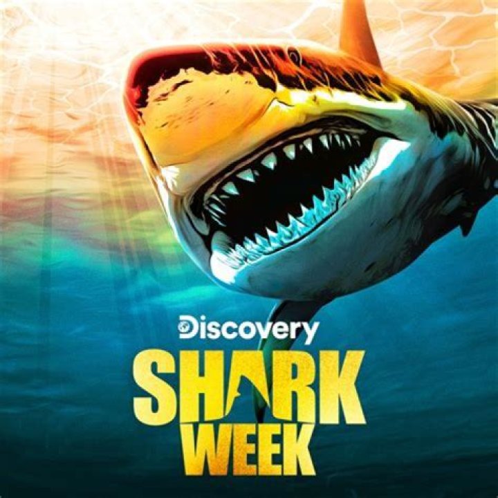 Jimi Partington Accident And Shark Attack Is Explored On Discovery Shark Week: Did The Diving Expert Get A Stroke?