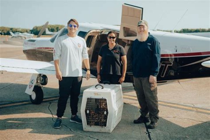 
Rescuers Fly Red Wolf from N.C. to N.Y. to Help the Less than 20 Red Wolves Left in the Wild 